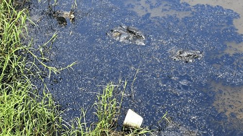 Contabilizan hasta ocho derrames de hidrocarburos en Altamira
