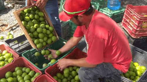 Respiran productores citrícolas por aumento de limón italiano
