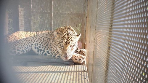 Rescata y libera Comisión de Parques ejemplar de jaguar