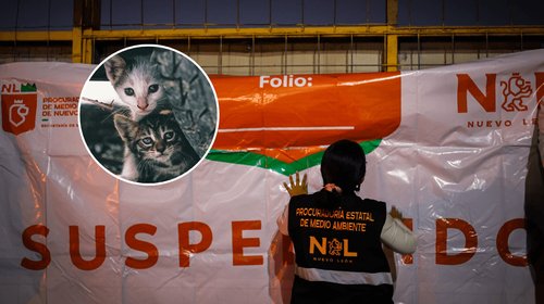 Suspenden actividades en taller por maltrato animal en Apodaca