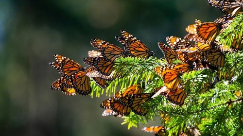 Mariposas Monarca migran con transmisores por primera vez