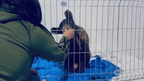 Comparten recuperación de osita Mina tras cirugía