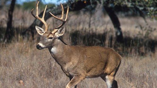 Arranca oficialmente temporada de Caza de Venado Cola Blanca