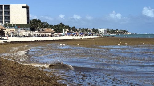 Sargazo llega antes a playas de Quintana Roo en 2026