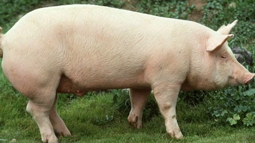México revisará levantar veto a carne de cerdo a España