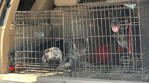Atacan perros a bebé; no sobrevive a las heridas