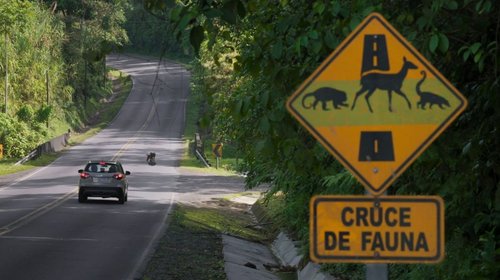 Refuerza NL acciones para evitar accidentes con fauna silvestre
