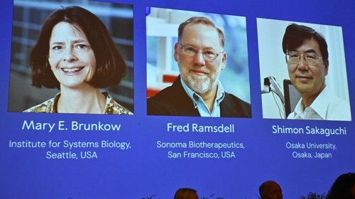 Reciben Nobel de Medicina por estudios del sistema inmunológico
