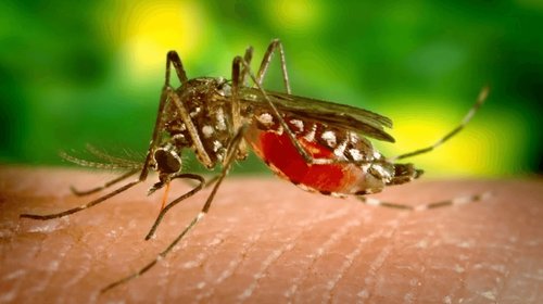 Contabilizan 39 muertos por virus del Nilo Occidental en Italia