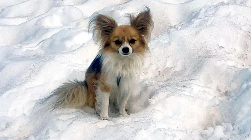 Rescatan a hombre en glaciar suizo gracias a su perro