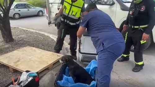 Rescata Santa Catarina a 38 animales en situación de abandono