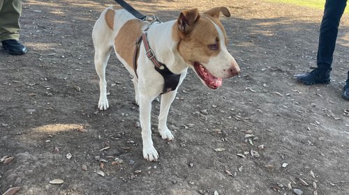 Vive perrita 'runner' un maratón de amor de regios