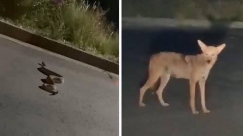 Avistan a serpiente y coyote en municipio de García