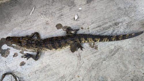 Atrapan a caimán en Monterrey; no saben si es el visto en Linares