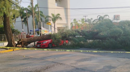 Cae árbol sobre un auto en Monterrey; no hubo lesionados