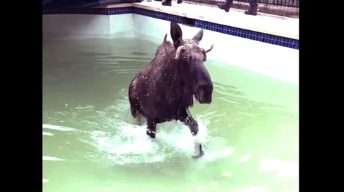 Rescatan a alce de una piscina en Nueva Hampshire