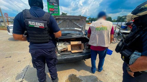 Rescata Profepa a 40 animales silvestres traficados en Tabasco
