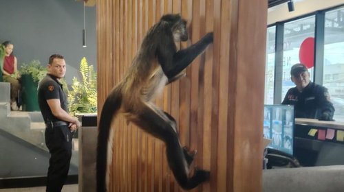 Mono araña se 'cuela' en empresa de Monterrey