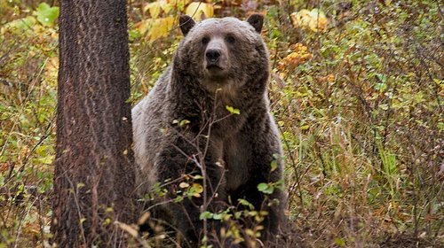 Oso grizzly hiere a 11 en ataque a grupo escolar en Canadá