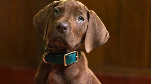 Scooby-Doo muestra su primer vistazo en acción real