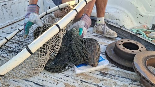 Rescatan a lobo marino enfermo en costas de Baja California