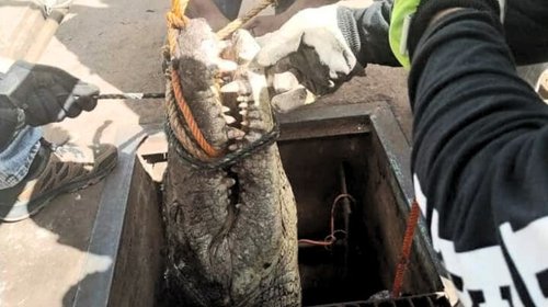 ¡De película! Hallan cocodrilo en alcantarilla de Cd. Victoria