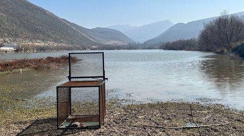 Descartan presencia de segundo cocodrilo en la Presa Palo Blanco