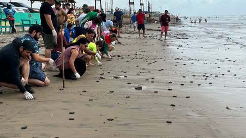 Inicia temporada de liberación de tortugas marinas en Matamoros