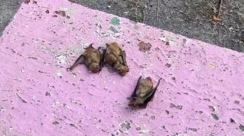 Reportan murciélagos tras poda de palmeras en Los Ángeles