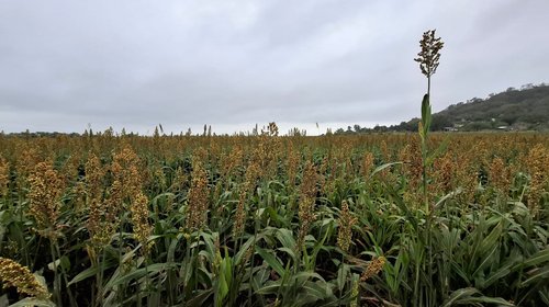 Clima inestable sigue golpeando al campo de Tamaulipas
