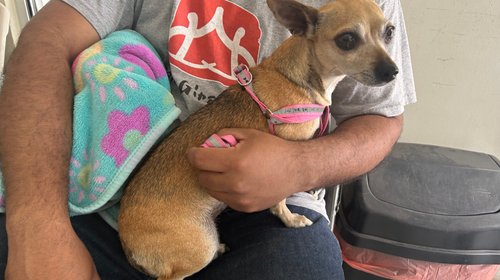 Campañas de esterilización superan 500 cirugías en Ramos Arizpe