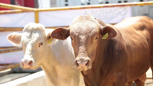 Invierte Coahuila 50 mdp contra el gusano barrenador