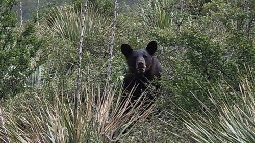 Población de osos en Zapalinamé se mantiene sana