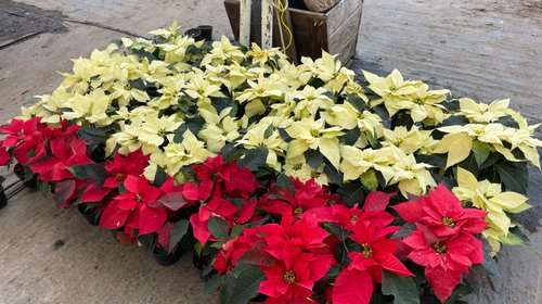 Este es el significado de la flor de Nochebuena en la Navidad
