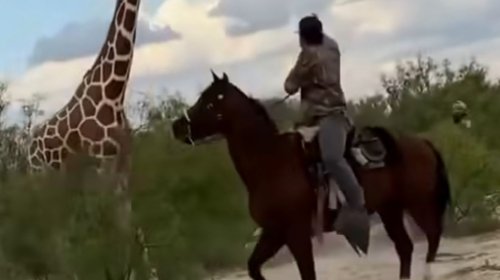 Jirafas no forman parte de fauna silvestre señala Medio Ambiente