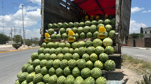 La sandía amarilla llega a Saltillo y despierta el interés