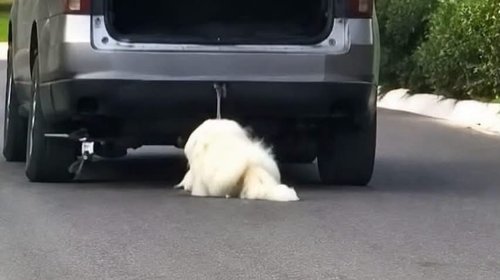 Investigan posible maltrato animal contra perro en Saltillo