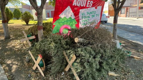 Saltillo realizará última recolección de pinos navideños