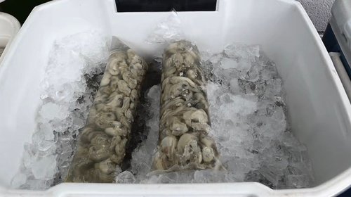 COEPRIS refuerza vigilancia de alimentos por altas temperaturas