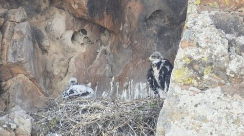 Detectan cuatro polluelos de águila real en corredor biológico