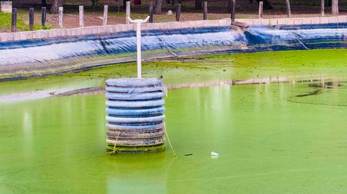 Aparecen más algas en lago del Bosque Urbano de Saltillo