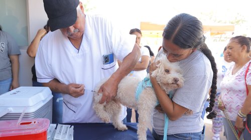 Arrancan jornada contra dengue y vacunación animal en Nuevo León