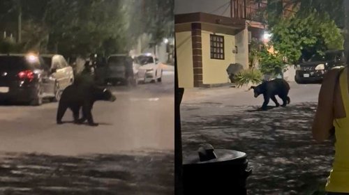 Reportan avistamiento de oso en colonia Mirador de las Mitras