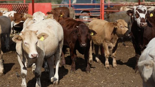 Coahuila prevé reanudar exportación de ganado a Estados Unidos