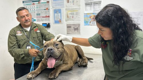 Entregan a 'Tiger', perro rescatado de incendio en Escobedo