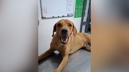 Rescatan a perro maltratado tras denuncia ciudadana en Tamaulipas