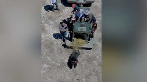 Libera NL a oso Tadeo en zona serrana del estado