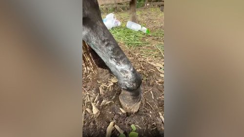 Detectan cuatro casos de gusano barrenador en ganado de Altamira