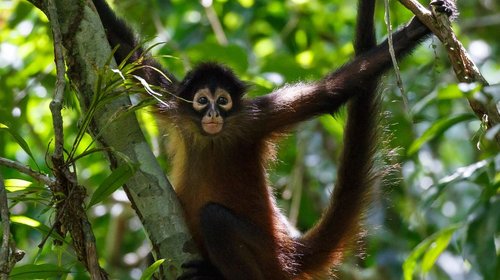 Liberan 8 monos araña en el Zoológico de Tamatán; descartan fuga