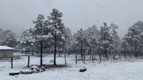 Sierra de Chihuahua se tiñe de blanco por intensas nevadas
